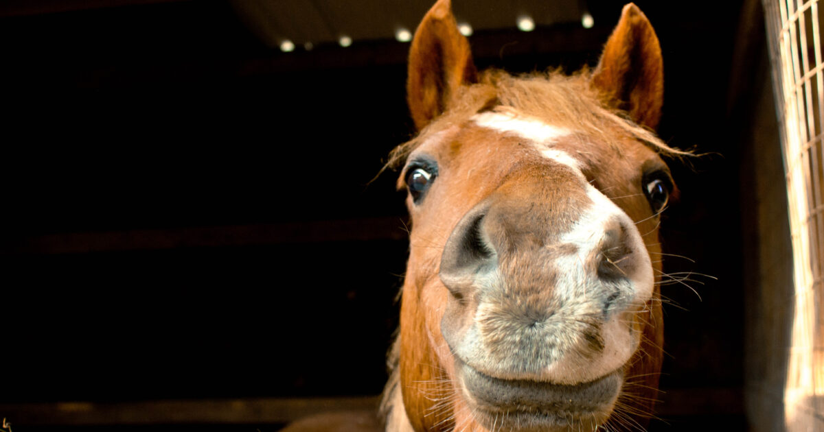 Hoeveel Pk Heeft Een Paard