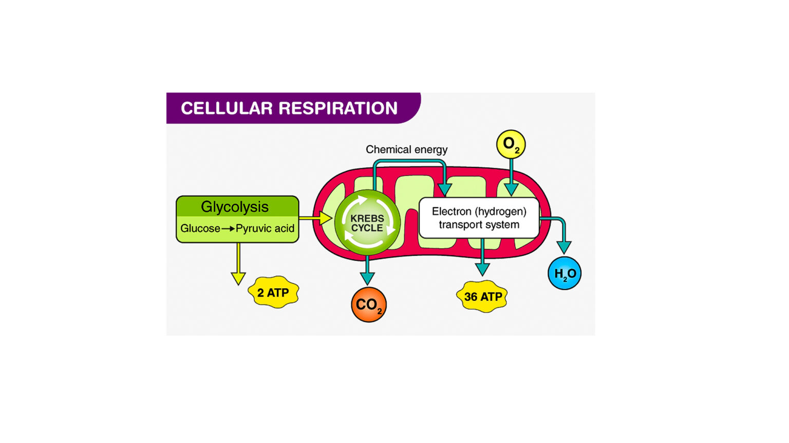 What Are The Different Ways In Which Glucose Is Oxidised To Provide Energy In Various Organisms