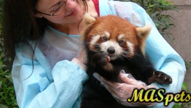 can you have a red panda as a pet