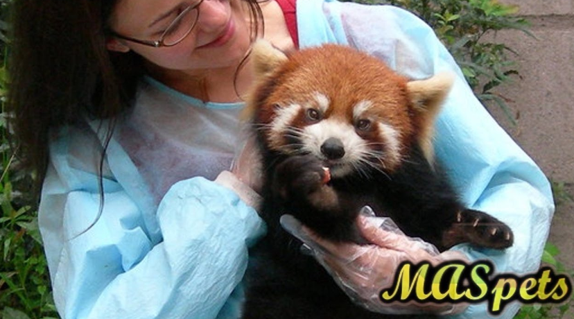 can you have a red panda as a pet