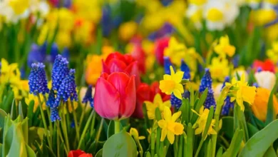 Flower Power: How Spring Flowering Bulbs Can Spruce Up Your Yard